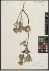 Foto von Salix repens L.